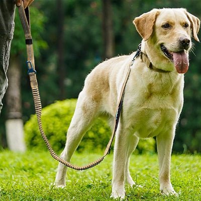 Laisse pour chien Flexi Labrador blond debout dans un parc avec la laisse beige