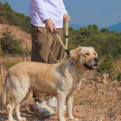 Laisse pour chien Flexi Labrador blond en campagne avec son maître et avec la laisse beige