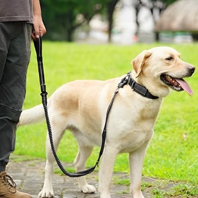 Laisse pour chien Flexi Labrador debout montrant la laisse noire attachée à son collier