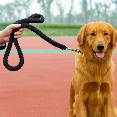 Laisse pour chien Robusta Golden assis avec la laisse noire