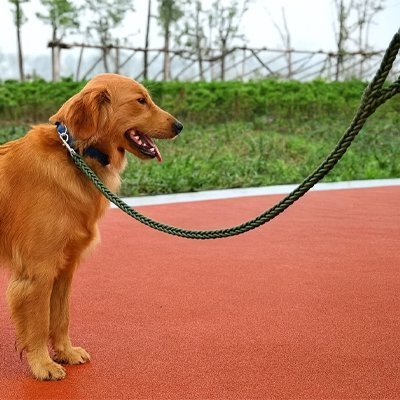 Laisse pour chien Robusta Golden debout montrant la longueur de la laisse verte