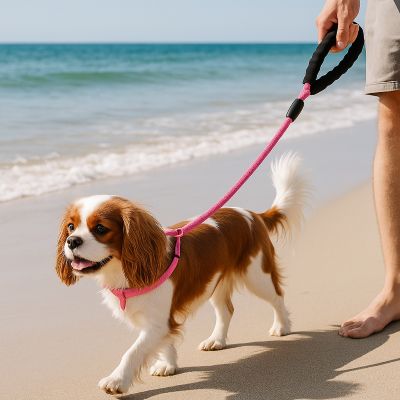 Laisse pour chien Spirilou Cavalier  King Charles avec la laisse rose à la plage