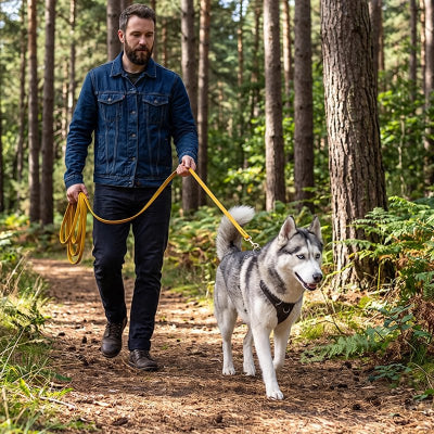 Longe Chiens Woufflo jaune Husky en ballade foret