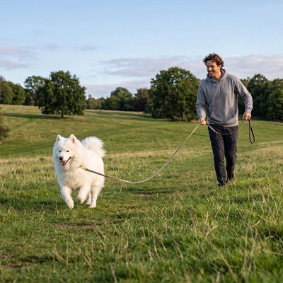 Longe pour Chien Averta grise Samoyède en ballade dans un champs