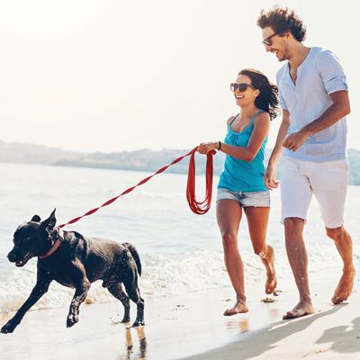 Longe pour chien Duramaster Labrador noir courant avec la longe rouge près de la plage avec ses maîtres