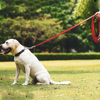 Longe pour chien Duramaster Labrador blond assis sur la pelouse avec la longe rouge