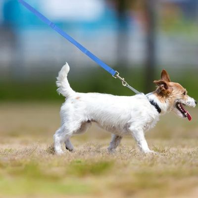 Longe pour chien Duramaster Fox Terrier blanc et brun marchant avec la longe bleue sur la pelouse