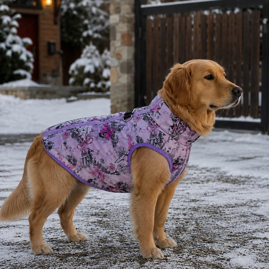 Manteau pour Chien Mila Golden debout avec le manteau Violet