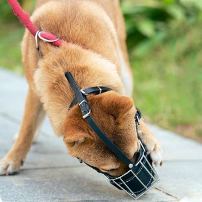 Muselière chien Proteck Shiba Inu essayant d'enlever la muselière