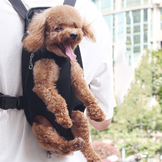 Sac de transport chien Trimballeur Caniche brun dans le sac de transport placé au dos de son maître