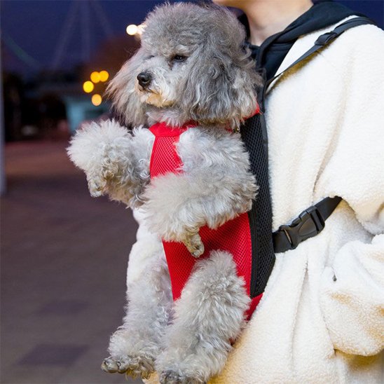 Sac de transport chien Trimballeur Caniche gris dans le sac de transport rouge